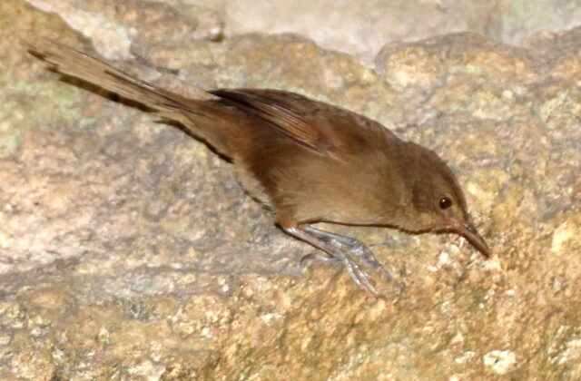 Malagasy Brush Warbler