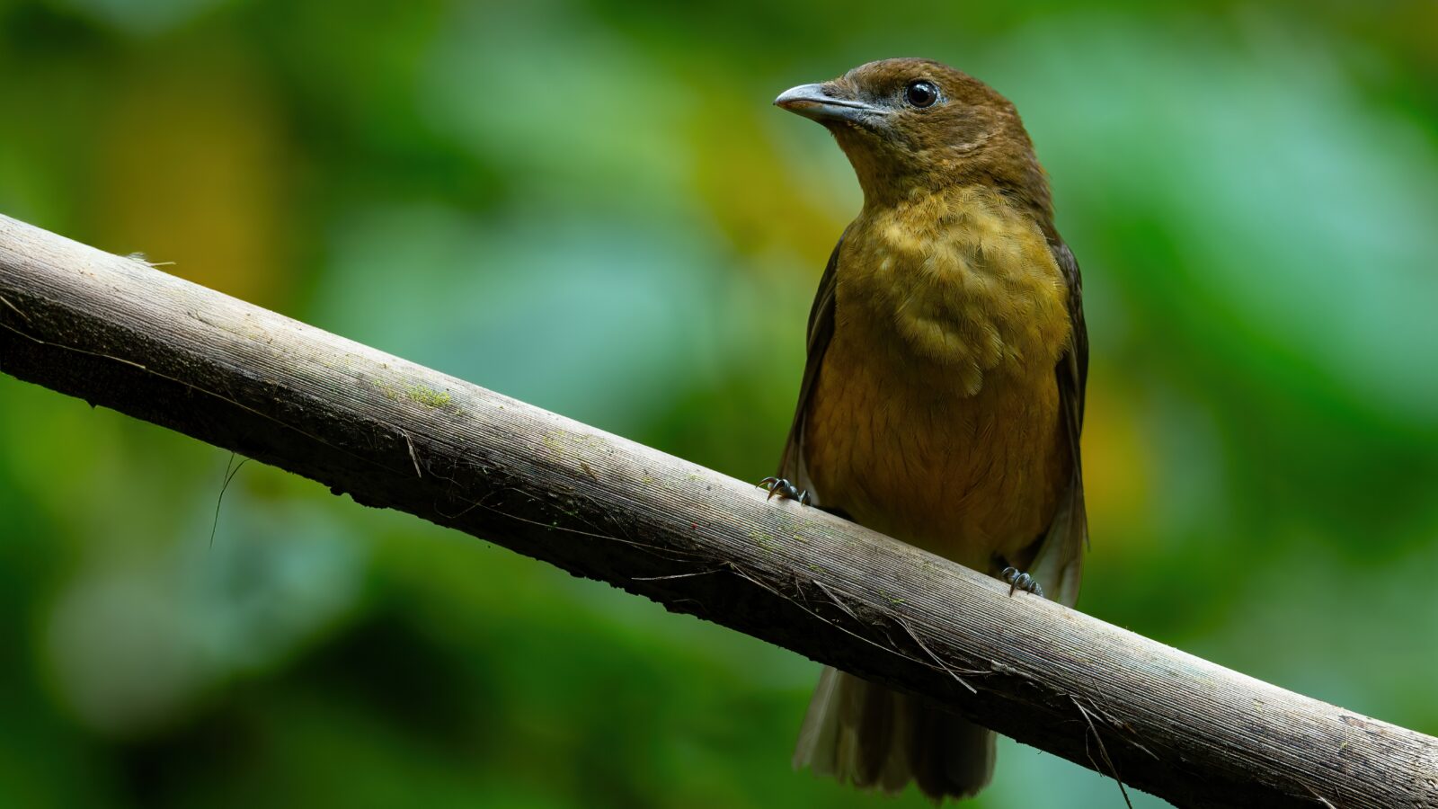 Vogelkop Bowerbird