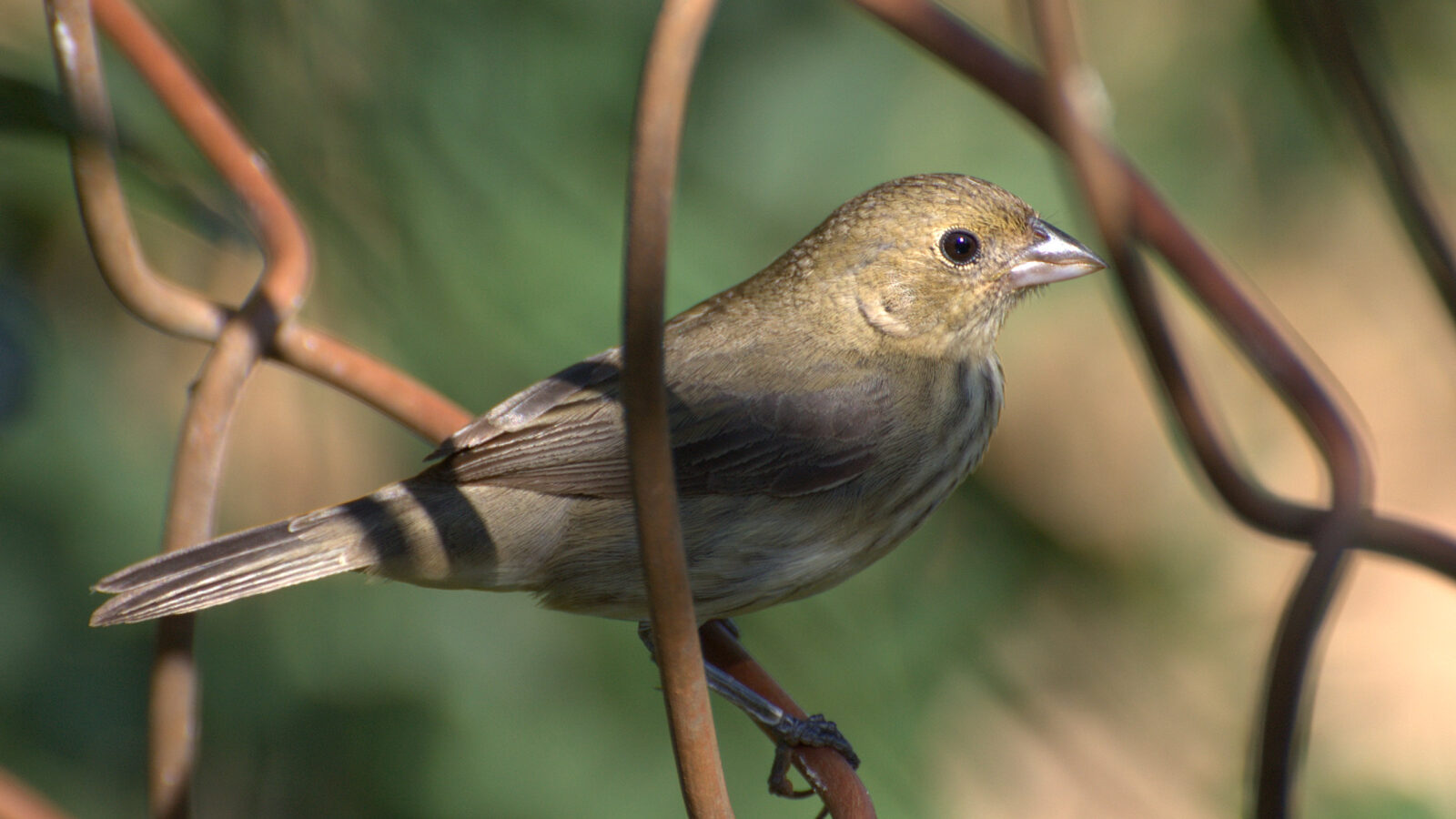 Blue-black Grassquit