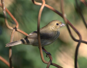Blue-black Grassquit