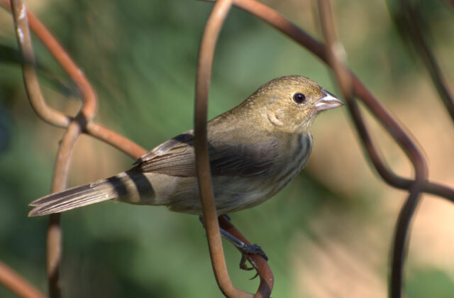 Blue-black Grassquit