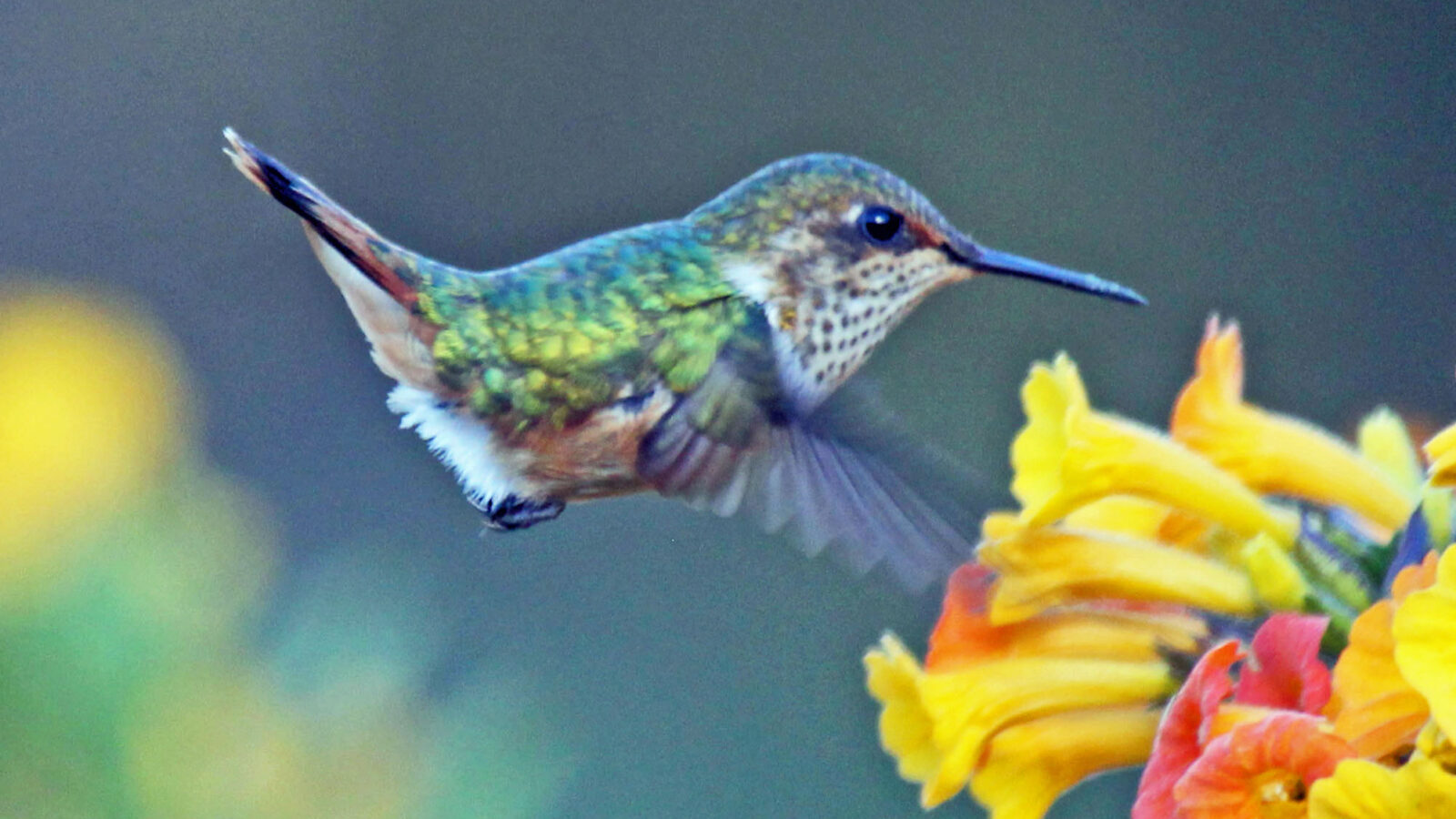 Volcano Hummingbird