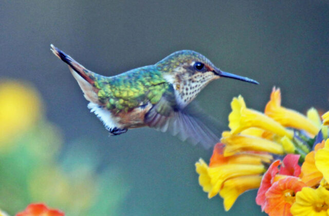 Volcano Hummingbird