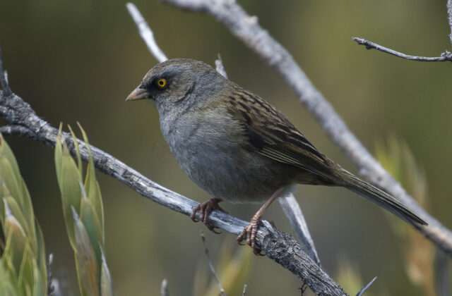 Volcano Junco