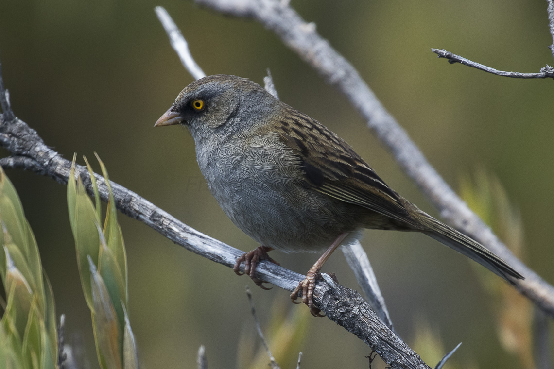 Volcano Junco