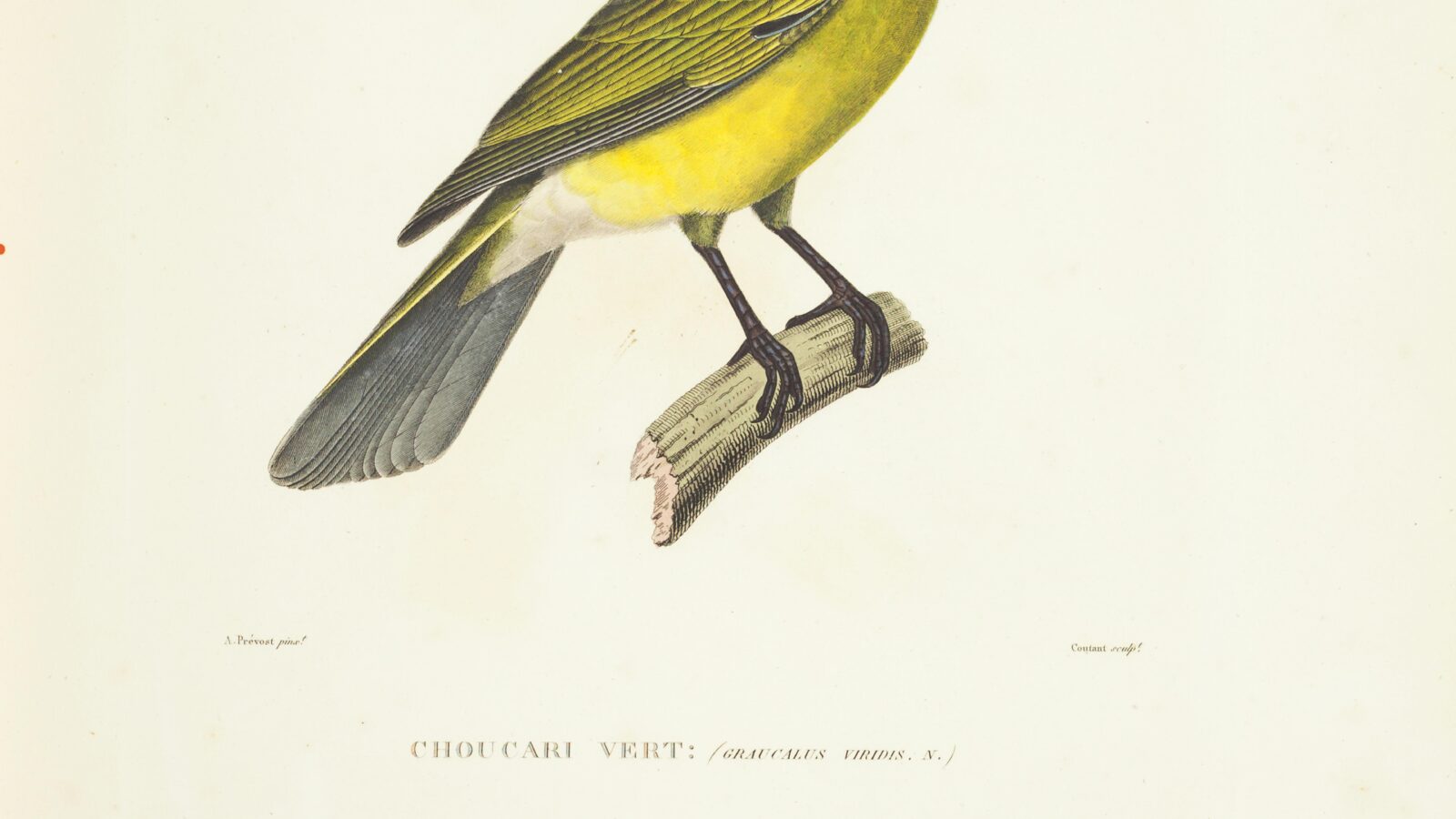 Green Figbird