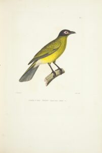 Green Figbird