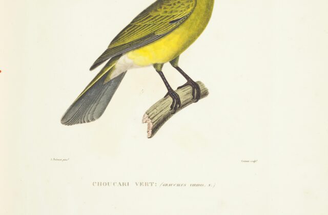 Green Figbird