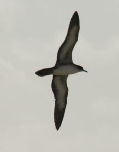 Wedge-tailed Shearwater