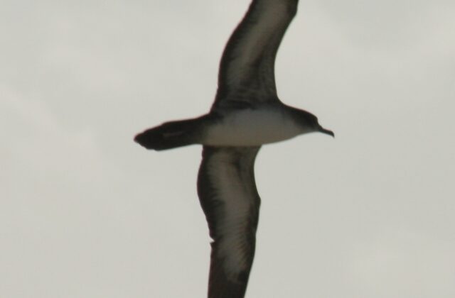 Wedge-tailed Shearwater