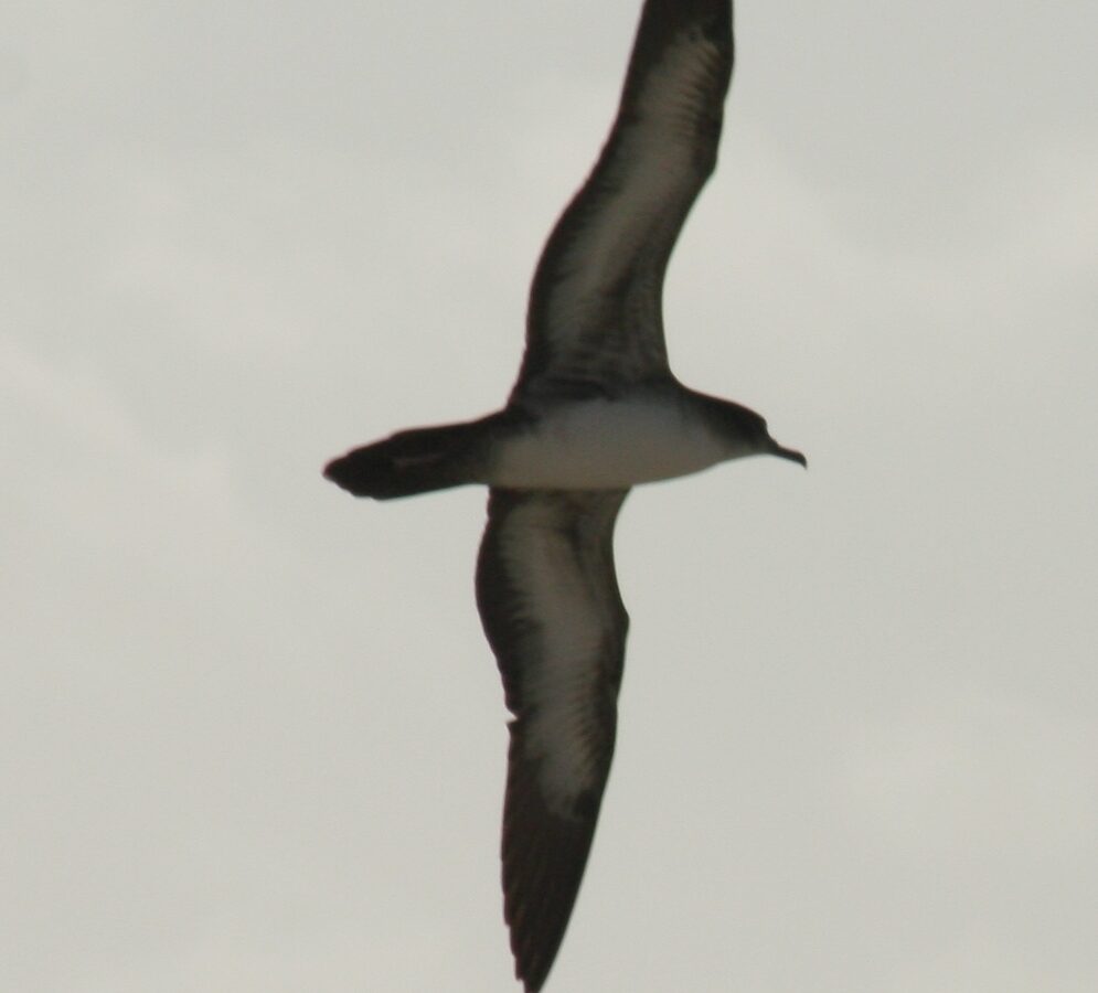 Wedge-tailed Shearwater