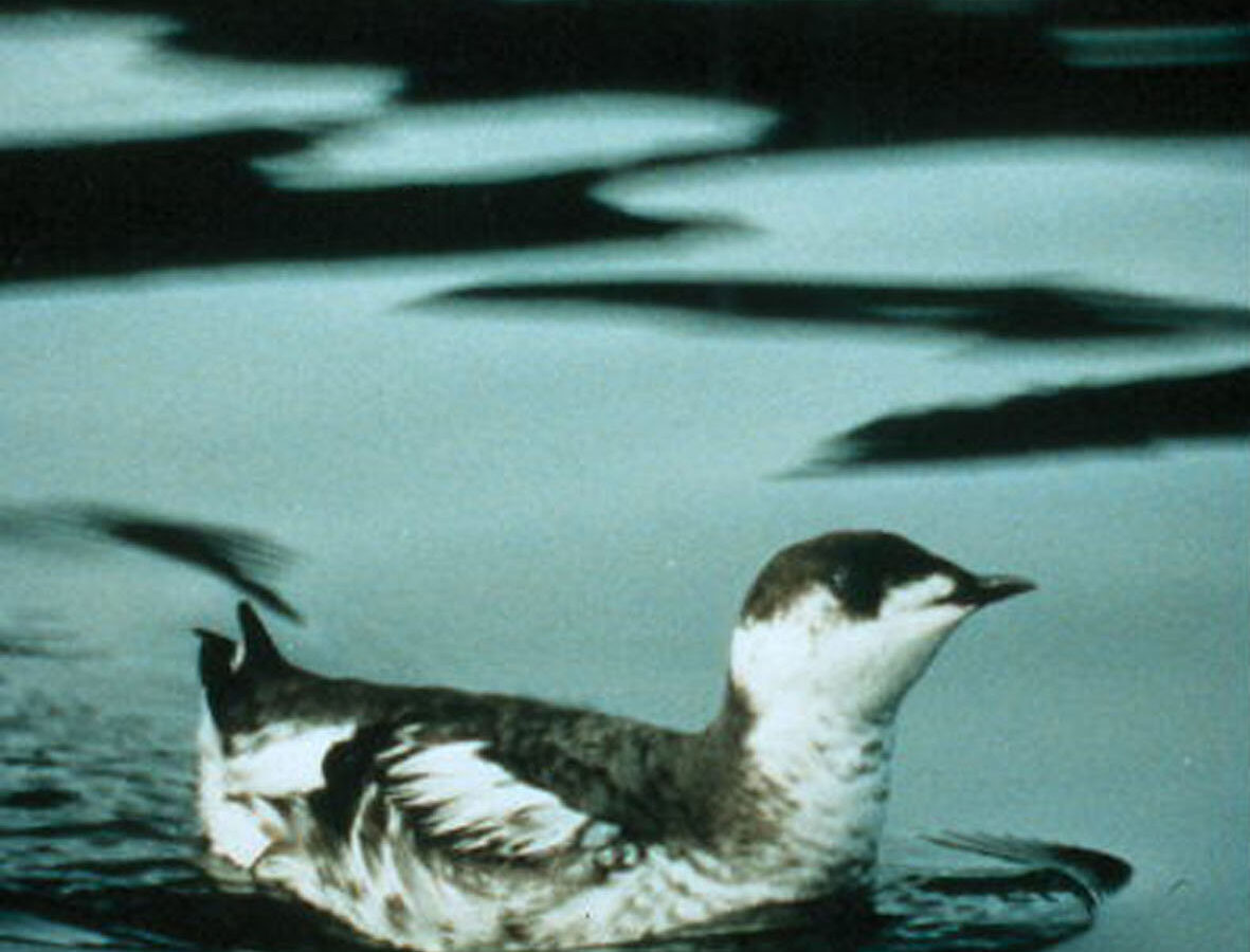Marbled Murrelet