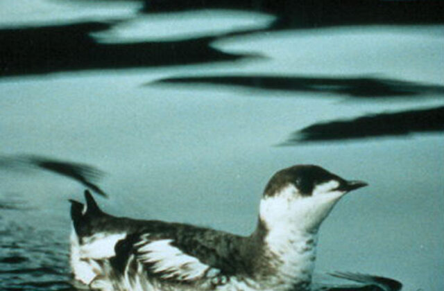 Marbled Murrelet