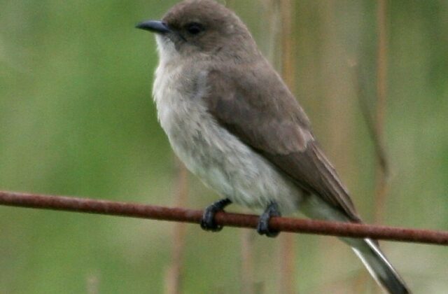 Brown-backed Honeybird