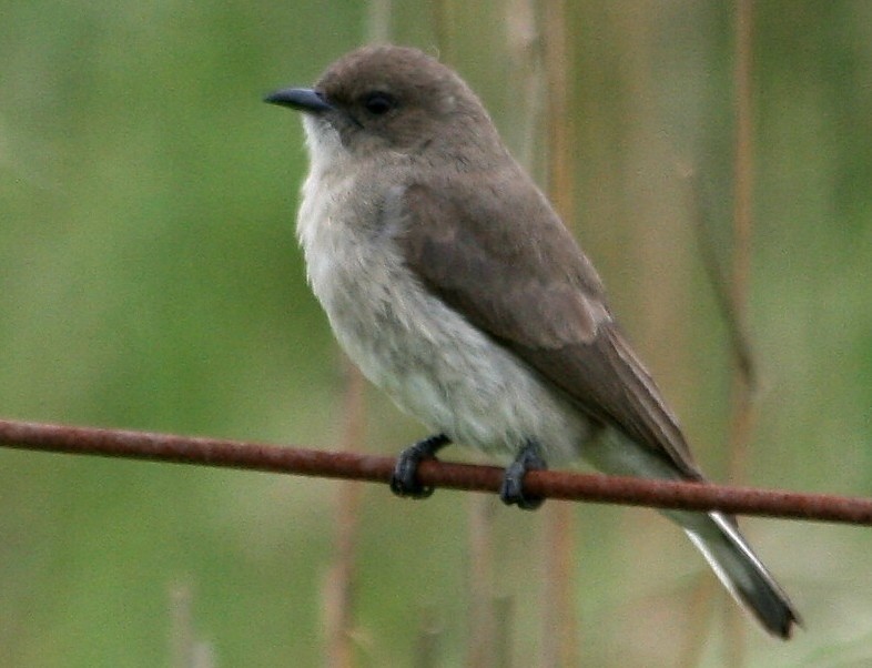 Brown-backed Honeybird