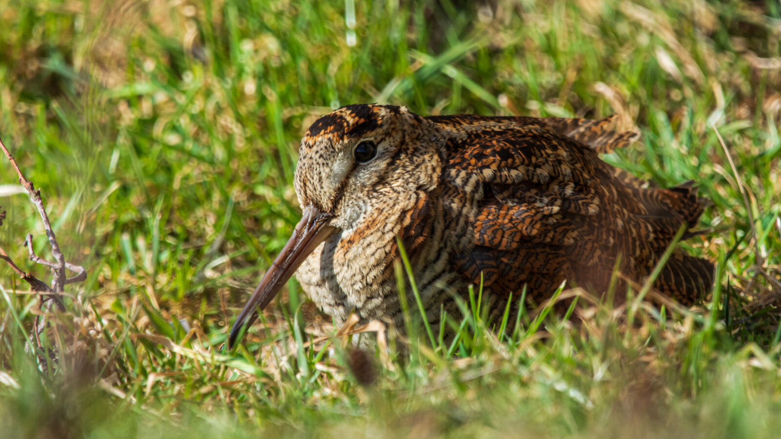 Eurasian Woodcock