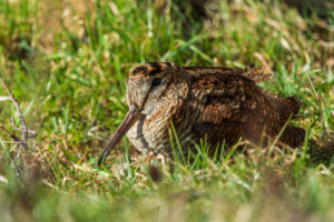 Eurasian Woodcock