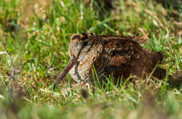 Eurasian Woodcock