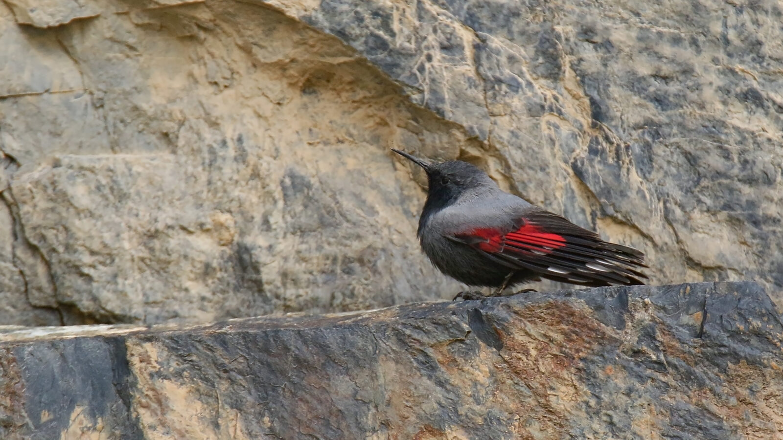 Wallcreeper