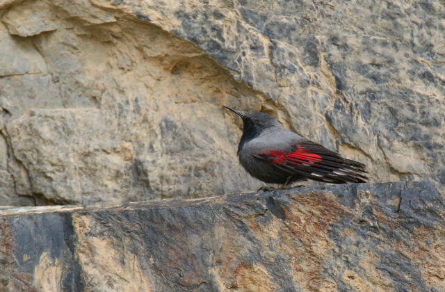 Wallcreeper