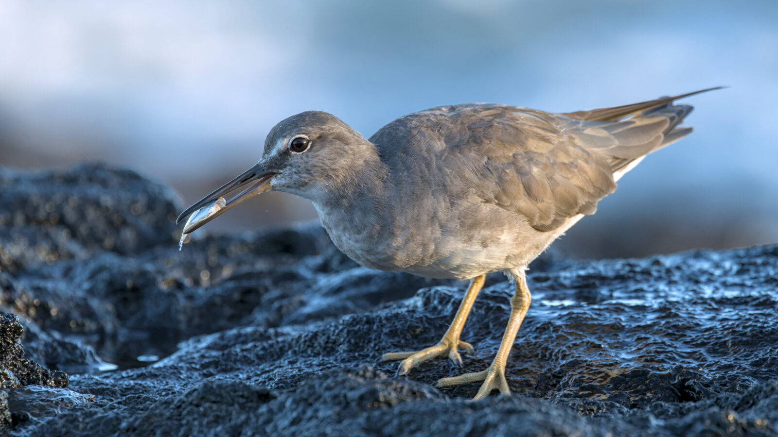 Wandering Tattler