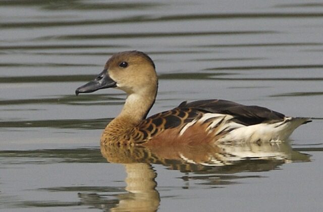 Wandering Whistling Duck