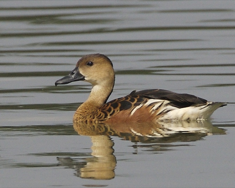 Wandering Whistling Duck