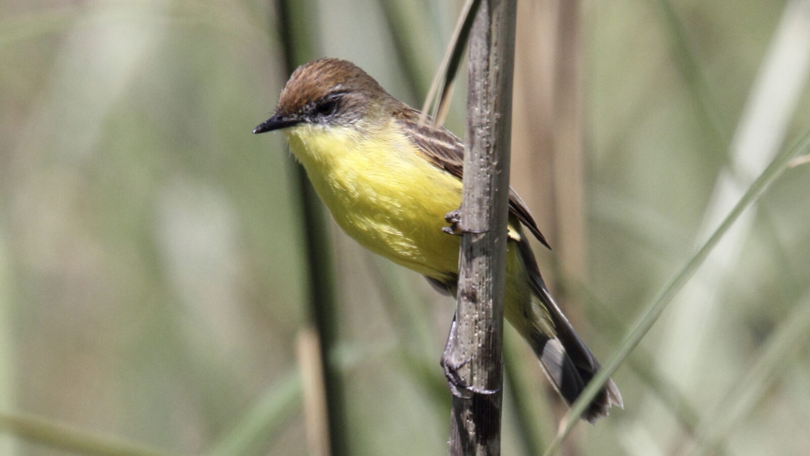 Warbling Doradito