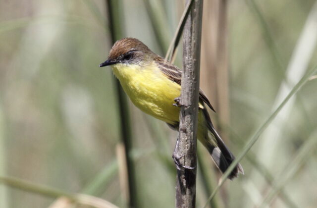 Warbling Doradito
