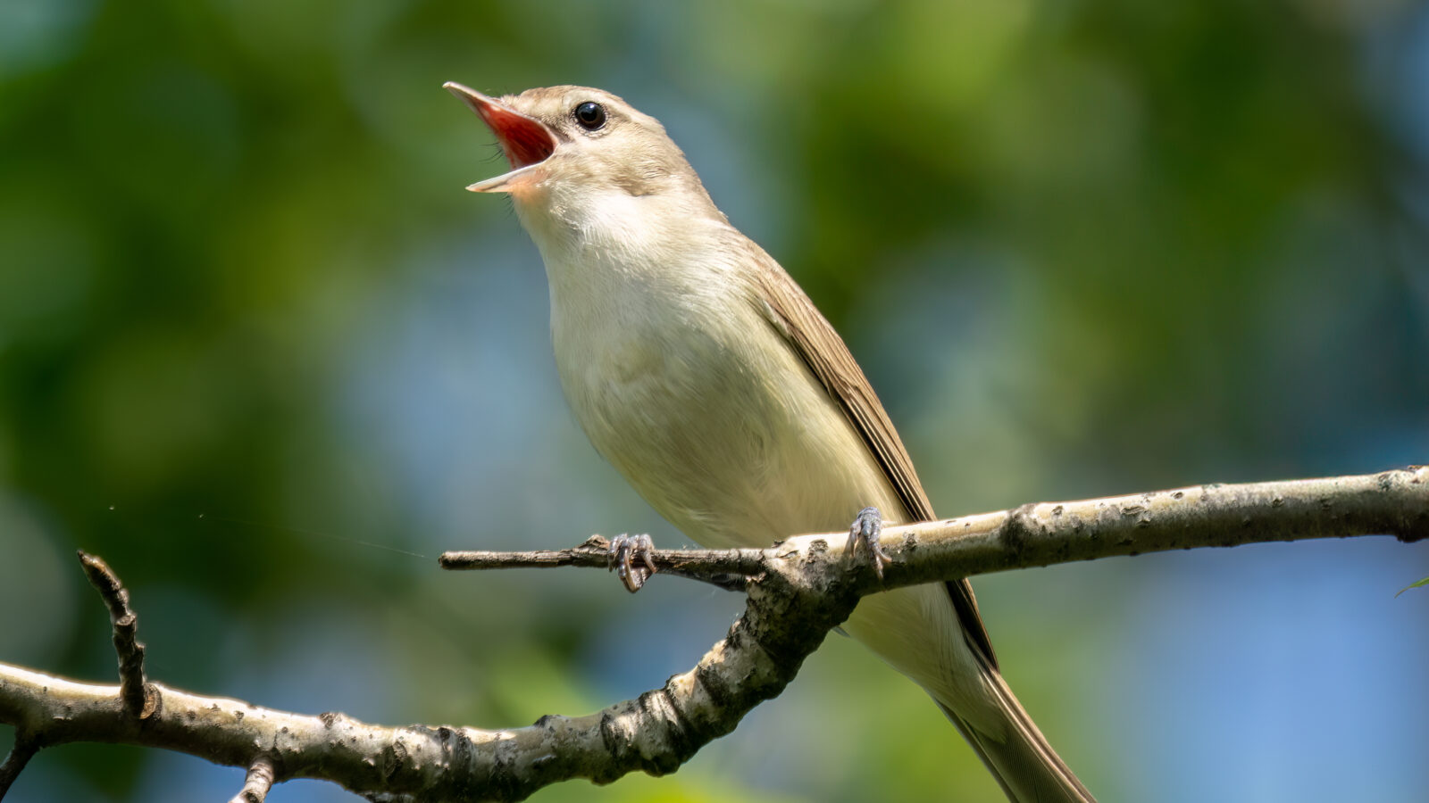 Eastern Warbling Vireo