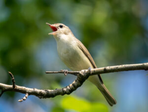 Eastern Warbling Vireo