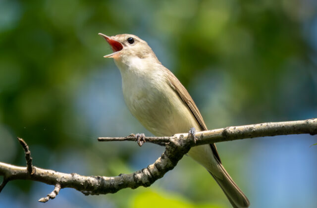 Eastern Warbling Vireo