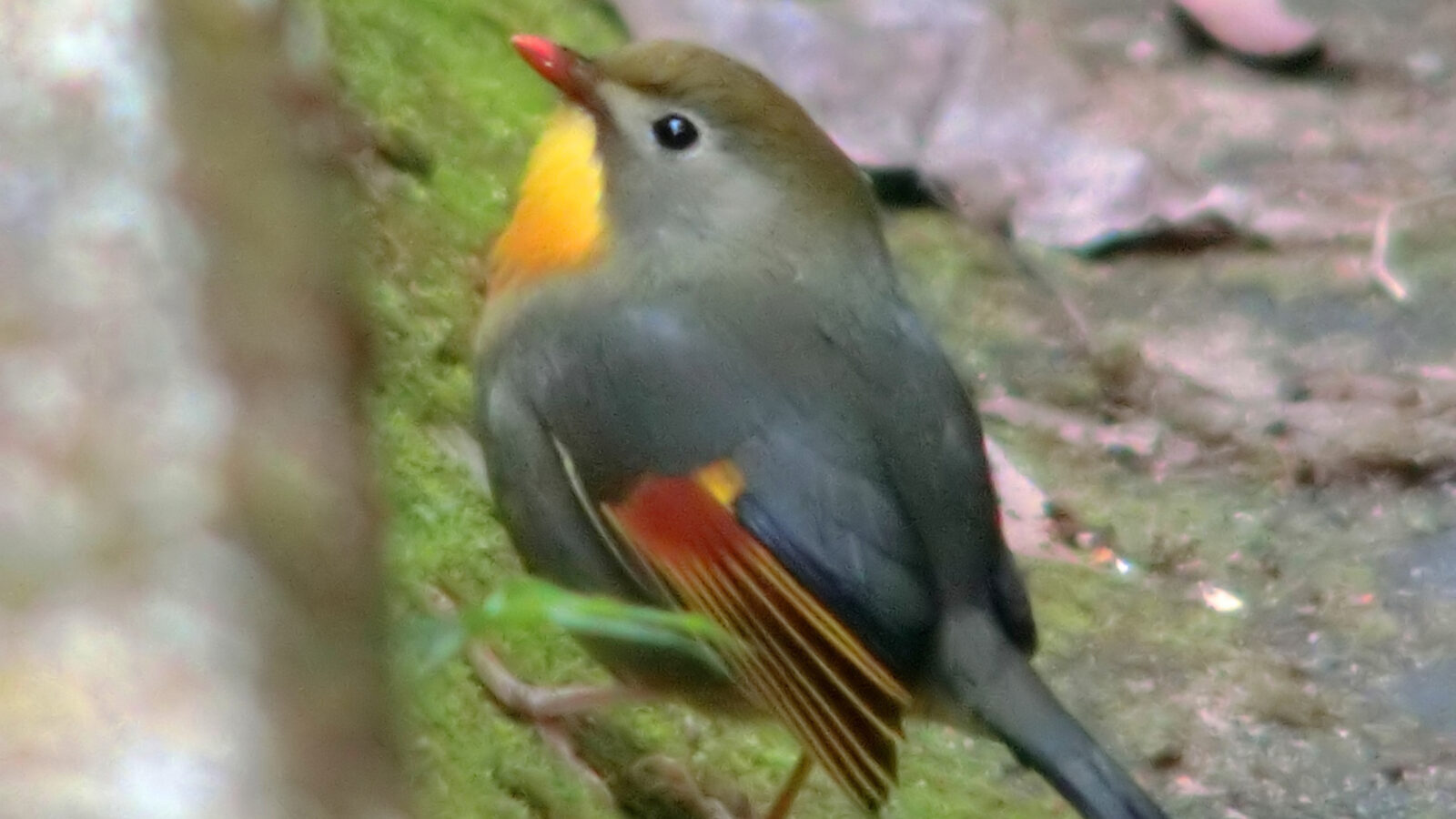 Red-billed Leiothrix