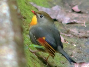 Red-billed Leiothrix