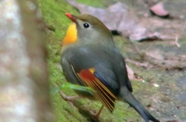 Red-billed Leiothrix