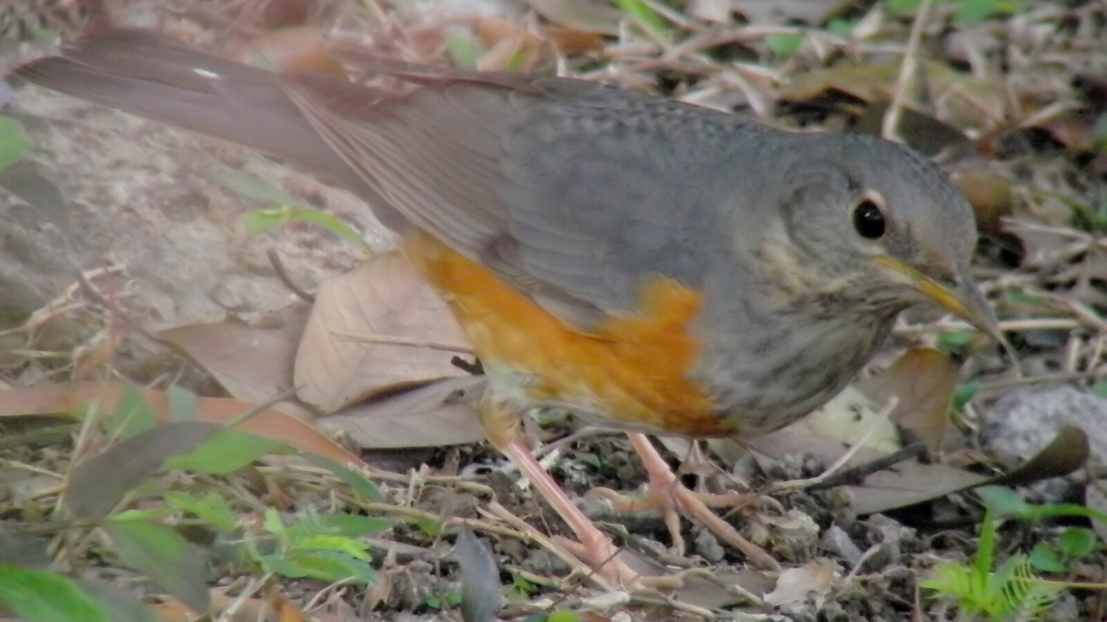 Grey-backed Thrush