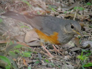 Grey-backed Thrush