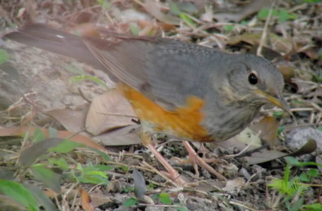 Grey-backed Thrush