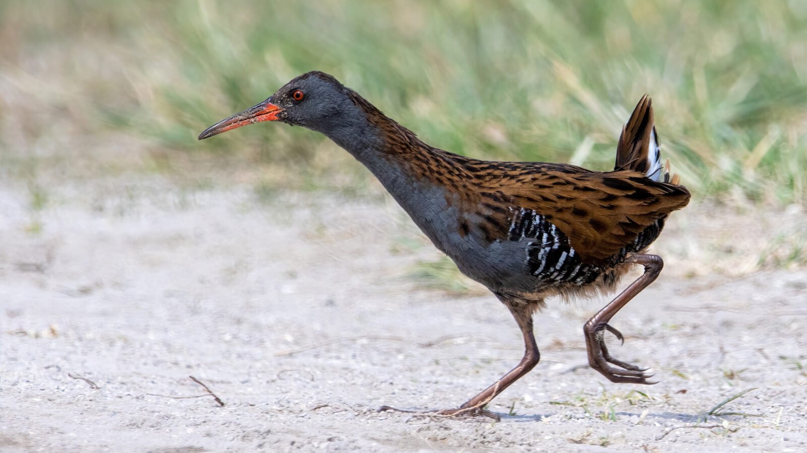 Water Rail