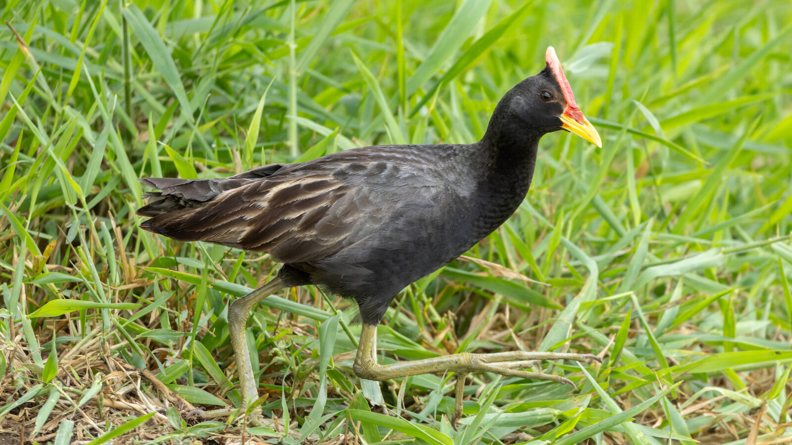 Watercock