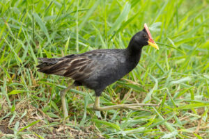 Watercock