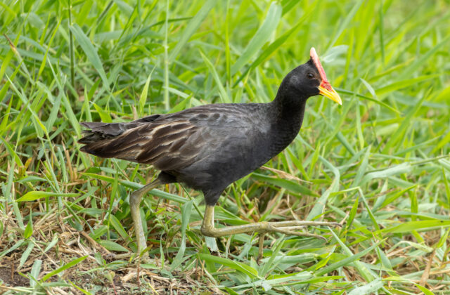 Watercock