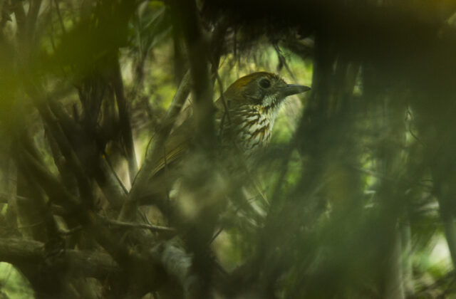 Watkins’s Antpitta