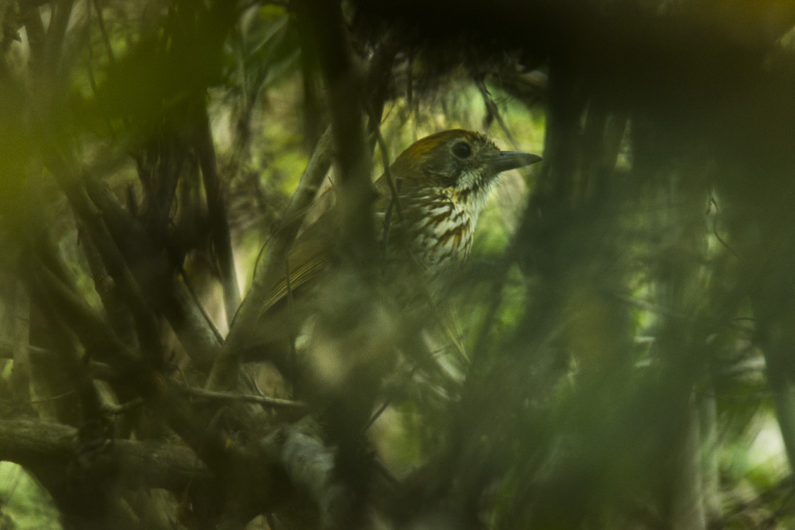 Watkins’s Antpitta