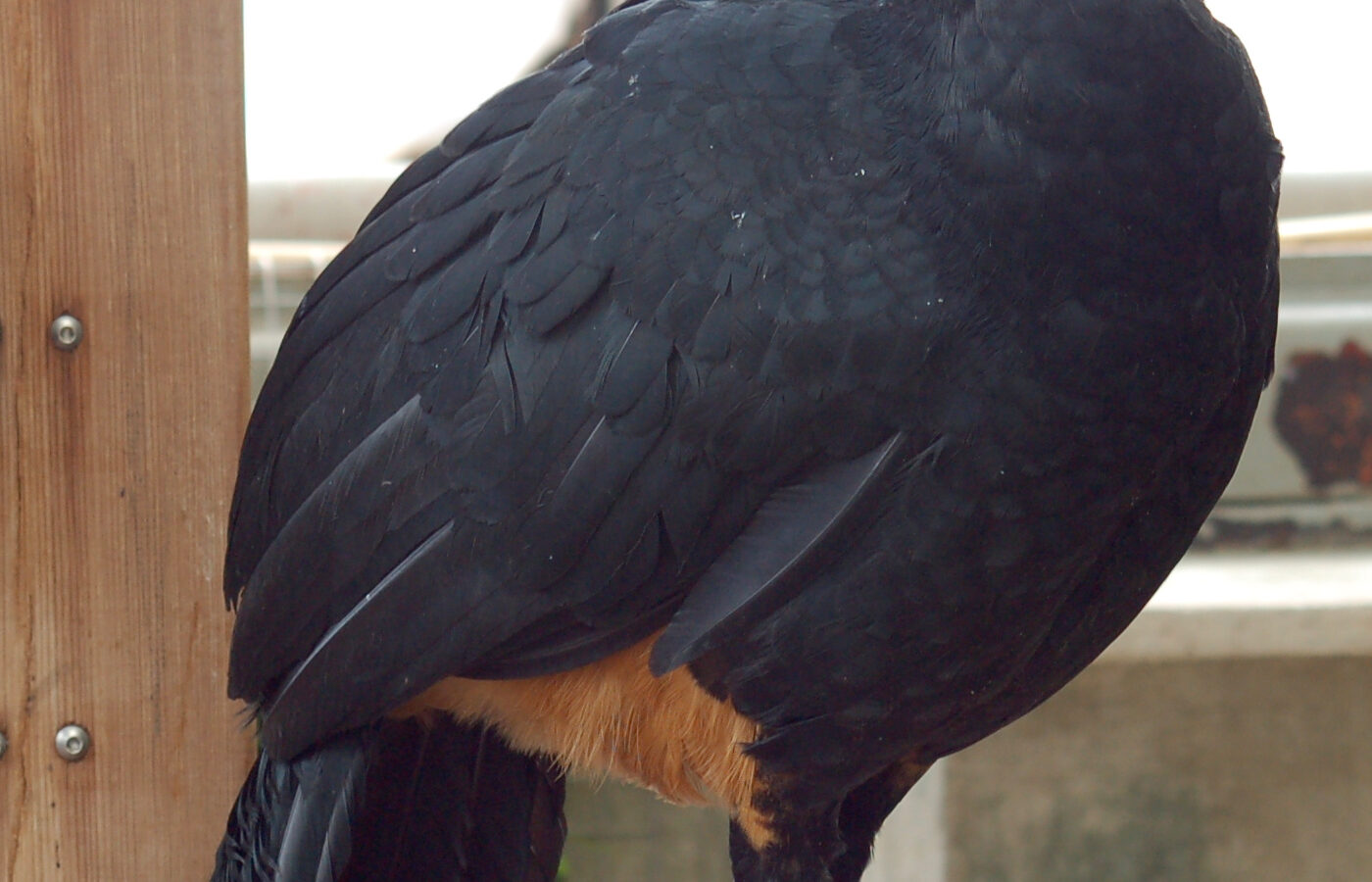 Wattled Curassow
