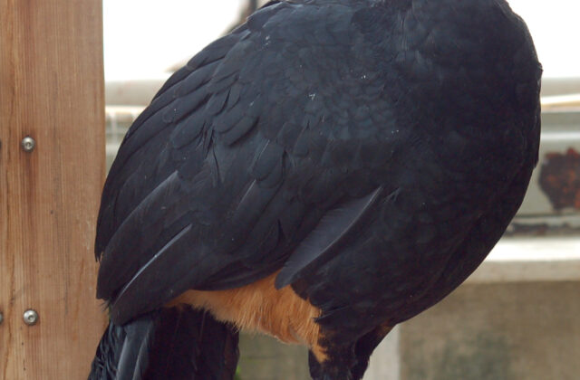 Wattled Curassow