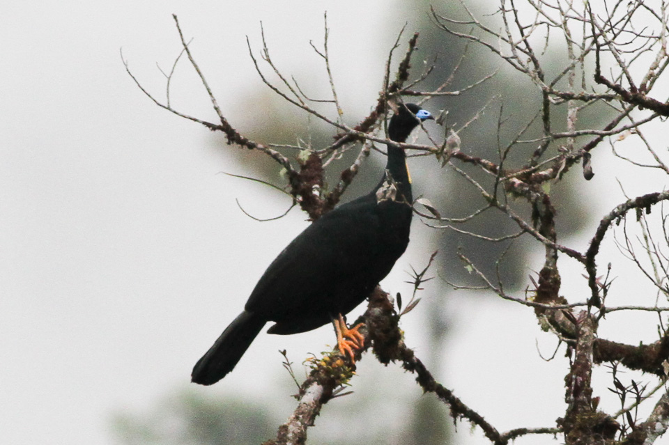 Wattled Guan
