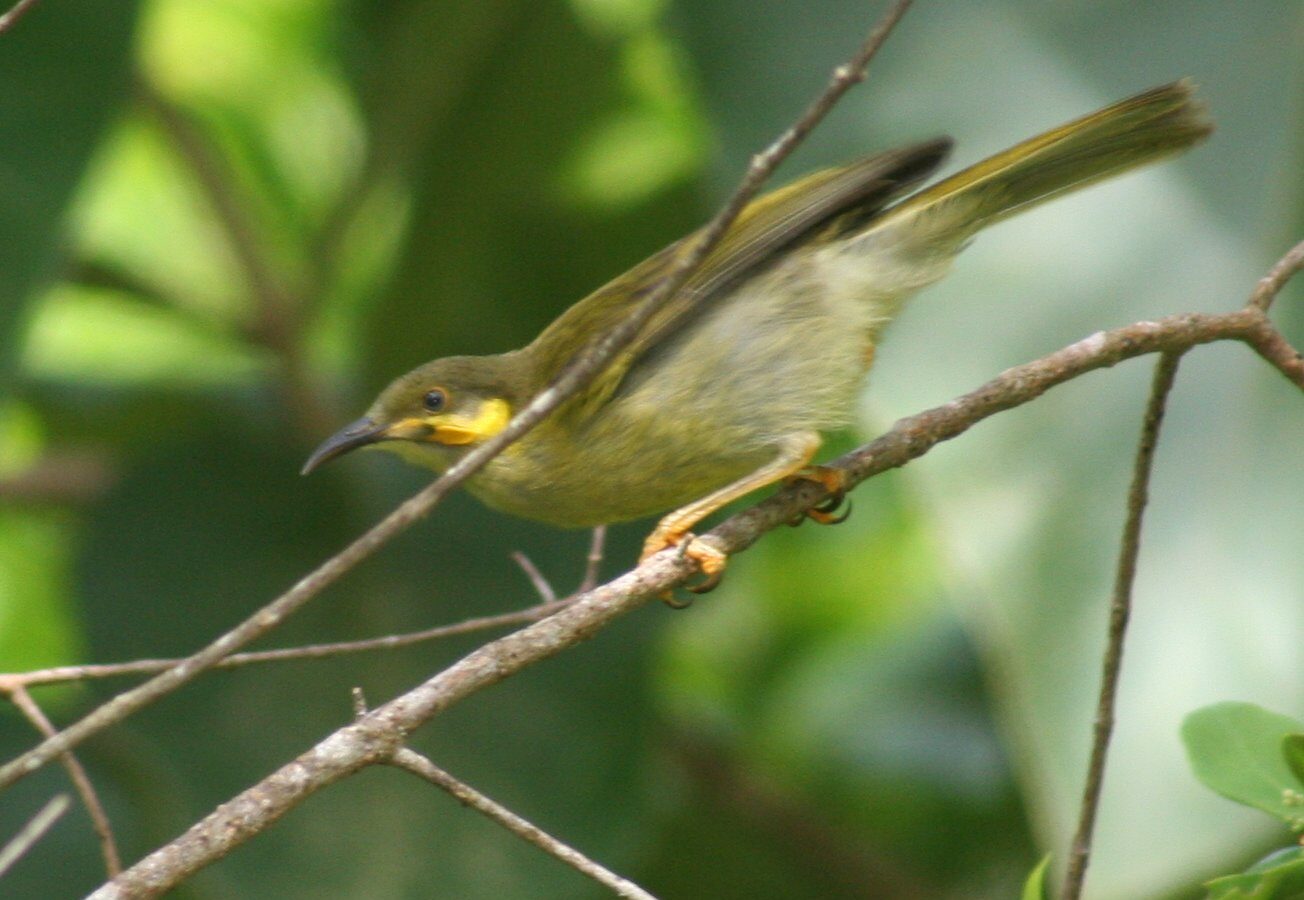 Polynesian Wattled Honeyeater