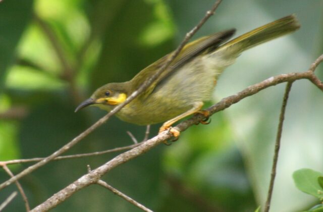 Polynesian Wattled Honeyeater