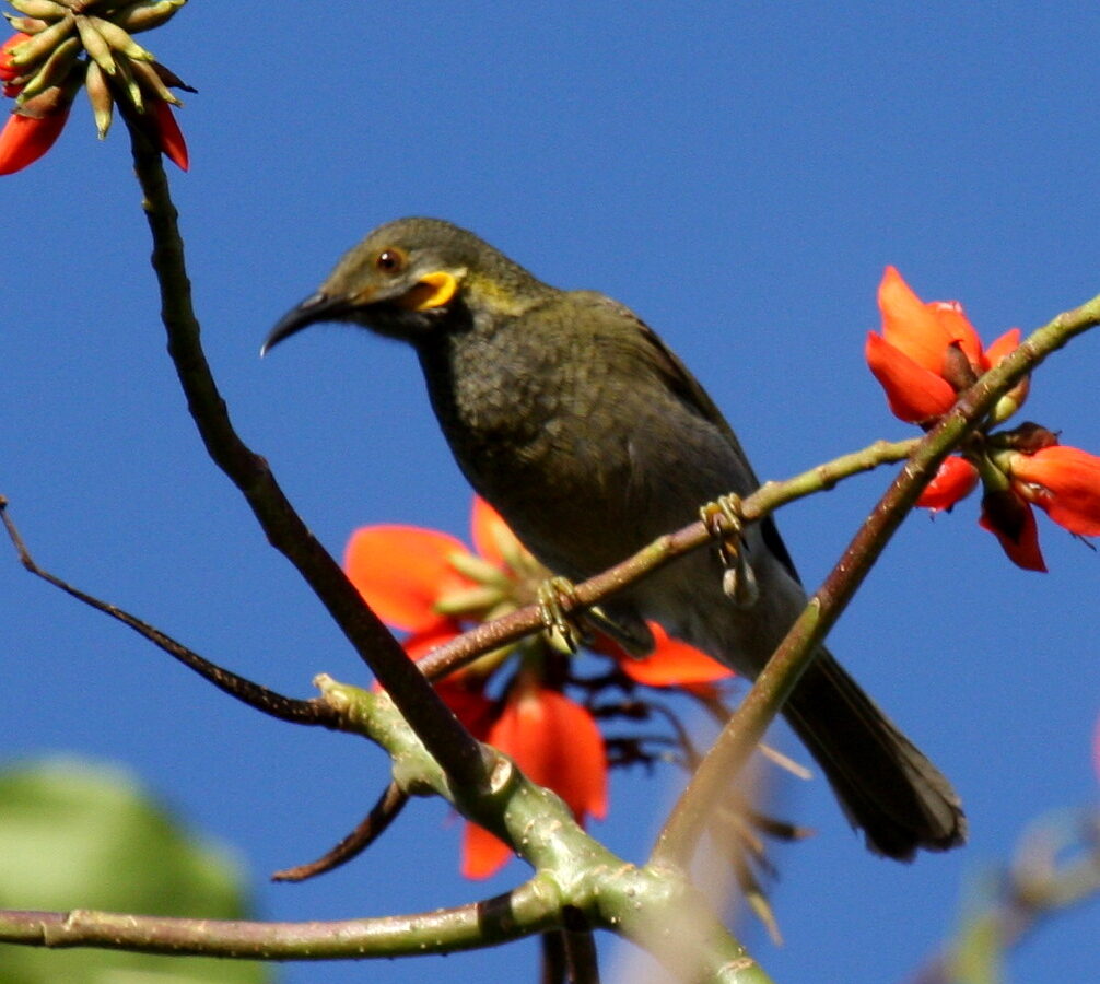 Fiji Wattled Honeyeater